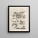 Die wundersame Verwandlung der Raupen und die seltsame Nahrung der Blumen Pl074 - Maria Sibylla Merian — gerahmtes Bild an der Wand