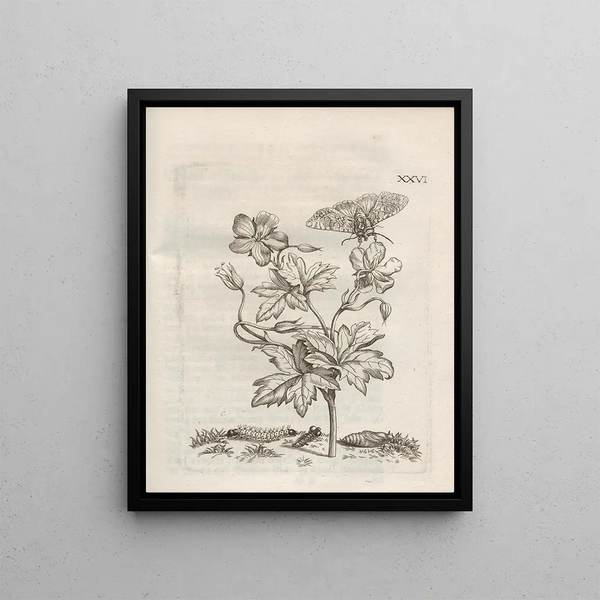 Maria Sibylla Merian - Der Raupen wunderbare Verwandelung und sonderbare BlumenNahrung Pl077.webp
