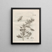 Das wundersame Wandeln der Raupen und die seltsame Nahrung der Blumen Pl079 - Maria Sibylla Merian — gerahmtes Bild an der Wand