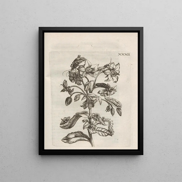 Maria Sibylla Merian - Der Raupen wunderbare Verwandelung und sonderbare BlumenNahrung Pl083.webp