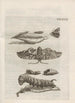 Die wundersame Verwandlung der Raupen und ihre seltsame blumige Nahrung Pl088 - Maria Sibylla Merian — Ansicht des Kunstwerks