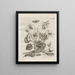 Die wundersame Verwandlung der Raupen und die seltsame Nahrung der Blumen Pl099 - Maria Sibylla Merian — gerahmtes Bild an der Wand