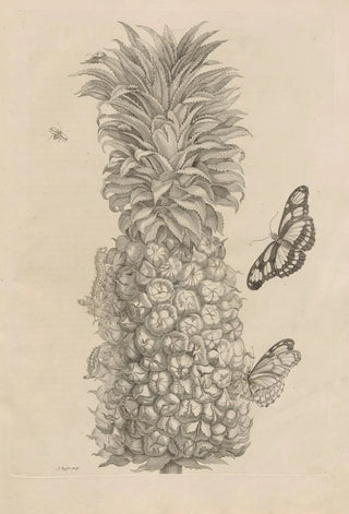 Maria Sibylla Merian - Dissertatio de generatione et metamorphosibus insectorum surinamensium Pl02.webp