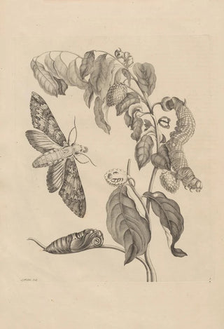 Maria Sibylla Merian - Dissertatio de generatione et metamorphosibus insectorum surinamensium Pl03.webp