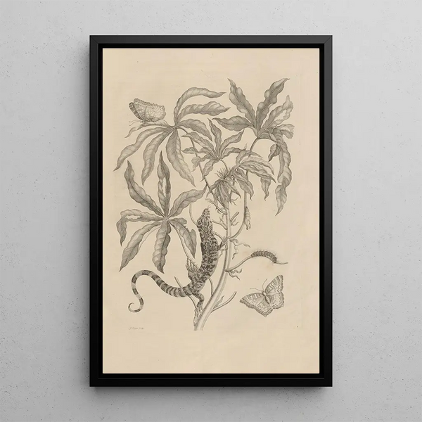 Maria Sibylla Merian - Dissertatio de generatione et metamorphosibus insectorum surinamensium Pl04.webp