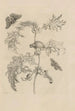 Dissertation über die Entstehung und die Metamorphosen der Insekten aus Surinam Pl06 - Maria Sibylla Merian — Ansicht des Kunstwerks