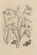 Dissertation über die Entstehung und die Metamorphosen der Insekten aus Surinam Pl08 - Maria Sibylla Merian — Ansicht des Kunstwerks