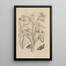 Dissertation über die Entstehung und die Metamorphosen der Insekten aus Surinam Pl08 - Maria Sibylla Merian — gerahmtes Bild an der Wand