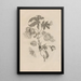 Dissertation über die Entstehung und die Metamorphosen der Insekten von Surinam Pl10 - Maria Sibylla Merian — gerahmtes Bild an der Wand