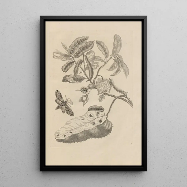 Maria Sibylla Merian - Dissertatio de generatione et metamorphosibus insectorum surinamensium Pl14.webp