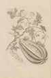 Dissertation über die Entstehung und die Metamorphosen der Insekten von Surinam Pl15 - Maria Sibylla Merian — Ansicht des Kunstwerks