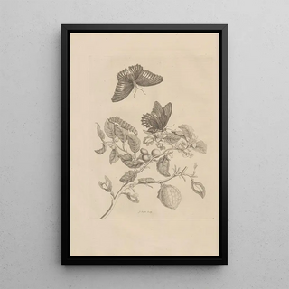 Maria Sibylla Merian - Dissertatio de generatione et metamorphosibus insectorum surinamensium Pl17.webp