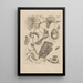 Dissertation über die Entstehung und die Metamorphosen der Insekten von Surinam Pl21 - Maria Sibylla Merian — gerahmtes Bild an der Wand