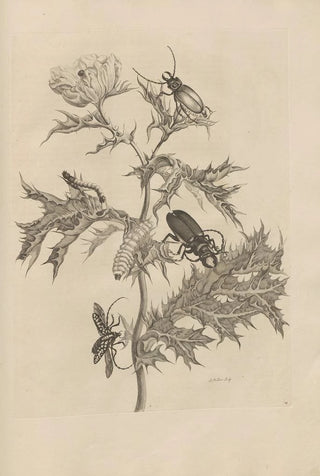 Maria Sibylla Merian - Dissertatio de generatione et metamorphosibus insectorum surinamensium Pl24.webp