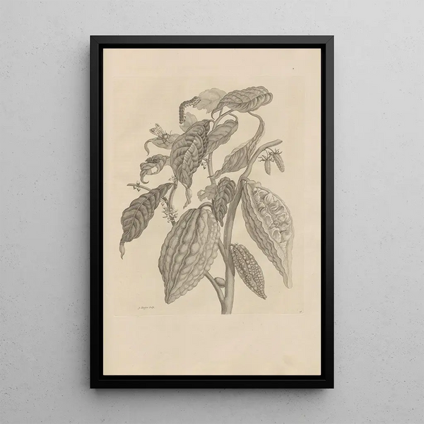 Maria Sibylla Merian - Dissertatio de generatione et metamorphosibus insectorum surinamensium Pl26.webp