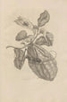 Dissertation sur la génération et les métamorphoses des insectes du Surinam Pl28 - Maria Sibylla Merian — Ansicht des Kunstwerks