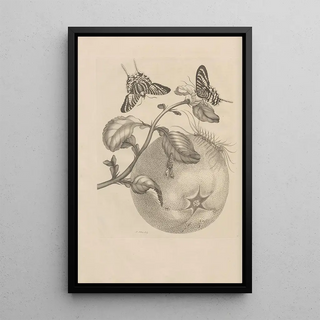 Maria Sibylla Merian - Dissertatio de generatione et metamorphosibus insectorum surinamensium Pl29.webp