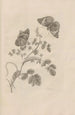 Dissertatio de generatione et metamorphoses des insectes surinamens Pl32 - Maria Sibylla Merian — Ansicht des Kunstwerks