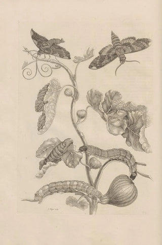 Maria Sibylla Merian - Dissertatio de generatione et metamorphosibus insectorum surinamensium Pl33.webp
