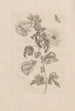 Dissertatio de generatione et metamorphoses des insectes surinamens Pl37 - Maria Sibylla Merian — Ansicht des Kunstwerks