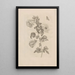 Dissertatio de generatione et metamorphoses des insectes surinamens Pl37 - Maria Sibylla Merian — gerahmtes Bild an der Wand
