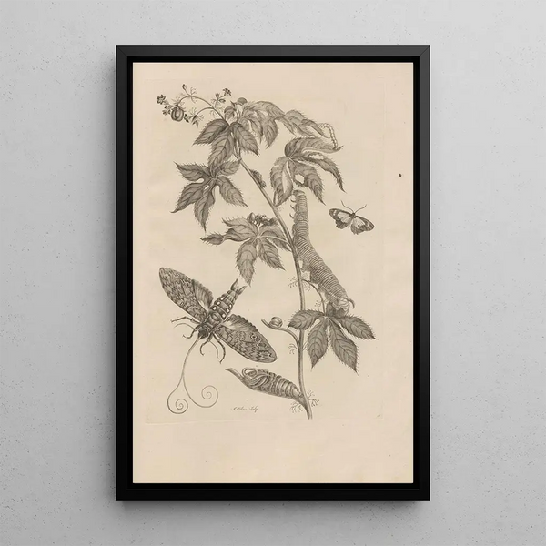 Maria Sibylla Merian - Dissertatio de generatione et metamorphosibus insectorum surinamensium Pl38.webp