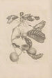 Dissertatio de generatione et metamorphoses des insectes surinamens Pl43 - Maria Sibylla Merian — Ansicht des Kunstwerks