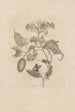 Dissertatio de generatione et metamorphoses des insectes surinamens Pl44 - Maria Sibylla Merian — Ansicht des Kunstwerks