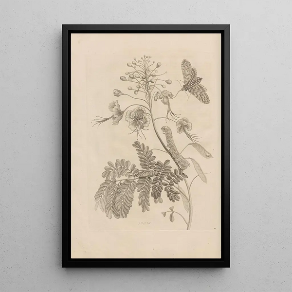 Maria Sibylla Merian - Dissertatio de generatione et metamorphosibus insectorum surinamensium Pl45.webp