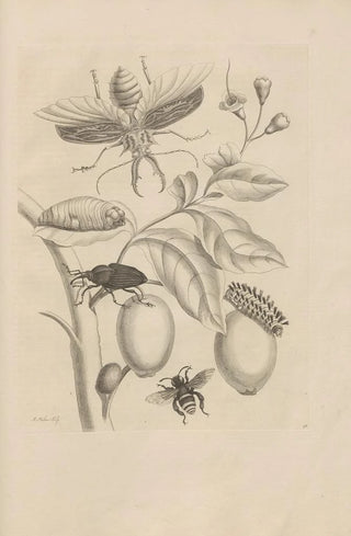 Maria Sibylla Merian - Dissertatio de generatione et metamorphosibus insectorum surinamensium Pl48.webp