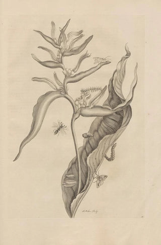 Maria Sibylla Merian - Dissertatio de generatione et metamorphosibus insectorum surinamensium Pl54.webp
