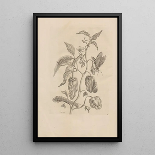 Maria Sibylla Merian - Dissertatio de generatione et metamorphosibus insectorum surinamensium Pl55.webp