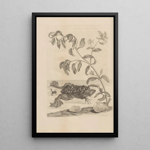 Dissertatio de generatione et metamorphoses des insectes surinamens Pl59 - Maria Sibylla Merian — gerahmtes Bild an der Wand