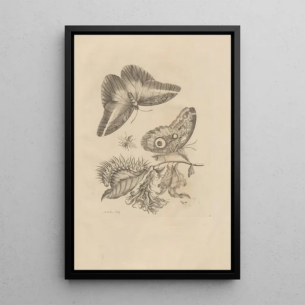 Dissertatio de generatione et metamorphoses des insectes surinamens Pl60 - Maria Sibylla Merian — gerahmtes Bild an der Wand
