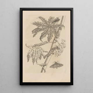 Maria Sibylla Merian - Dissertatio de generatione et metamorphosibus insectorum surinamensium Pl62.webp