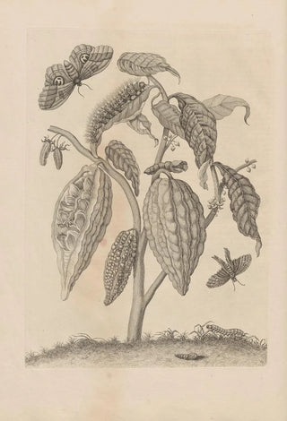 Maria Sibylla Merian - Dissertatio de generatione et metamorphosibus insectorum surinamensium Pl63.webp