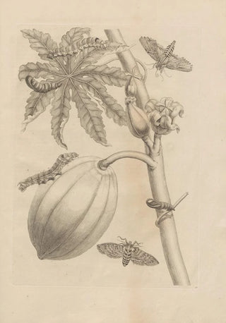 Maria Sibylla Merian - Dissertatio de generatione et metamorphosibus insectorum surinamensium Pl64.webp