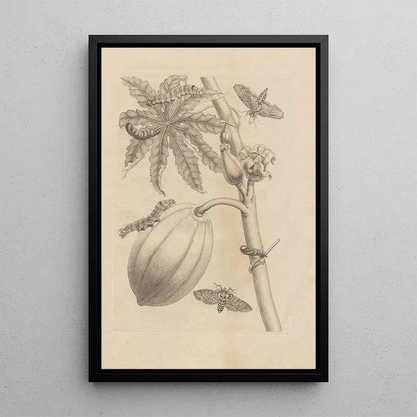Dissertatio de generatione et metamorphoses des insectes surinamens Pl64 - Maria Sibylla Merian — gerahmtes Bild an der Wand