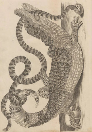 Maria Sibylla Merian - Dissertatio de generatione et metamorphosibus insectorum surinamensium Pl69.webp