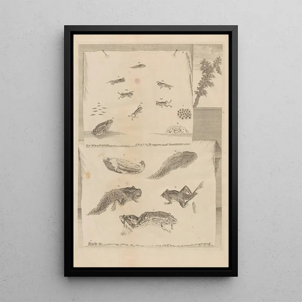 Dissertatio über die Entstehung und Metamorphosen der Insekten aus Surinam Pl71 - Maria Sibylla Merian — gerahmtes Bild an der Wand