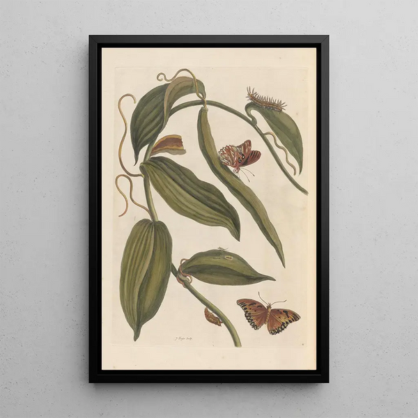 Dissertation über die Entstehung und die Transformationen der Insekten von Surinam Pl01 - Maria Sibylla Merian — gerahmtes Bild an der Wand