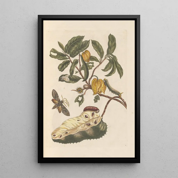 Dissertation über die Entstehung und Transformationen der Insekten von Surinam Pl02 - Maria Sibylla Merian — gerahmtes Bild an der Wand