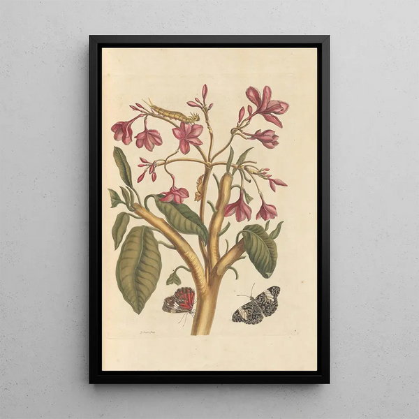Dissertation über die Entstehung und die Transformationen der Insekten von Surinam Pl04 - Maria Sibylla Merian — gerahmtes Bild an der Wand