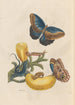 Dissertation über die Entstehung und Transformationen der Insekten von Surinam Pl05 - Maria Sibylla Merian — Ansicht des Kunstwerks