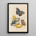 Dissertation über die Entstehung und Transformationen der Insekten von Surinam Pl05 - Maria Sibylla Merian — gerahmtes Bild an der Wand