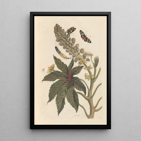 Dissertation sur la génération et les transformations des insectes de Surinam Pl06 - Maria Sibylla Merian — gerahmtes Bild an der Wand