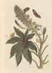 Dissertation sur la génération et les transformations des insectes de Surinam Pl06 - Maria Sibylla Merian — Ansicht des Kunstwerks