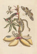 Dissertation über die Entstehung und die Transformationen der Insekten von Surinam Pl07 - Maria Sibylla Merian — Ansicht des Kunstwerks