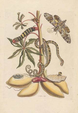 Maria Sibylla Merian - Dissertation sur la generation et les transformations des insectes de Surinam Pl07.webp