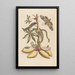 Dissertation über die Entstehung und die Transformationen der Insekten von Surinam Pl07 - Maria Sibylla Merian — gerahmtes Bild an der Wand